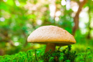 Mushroom, inedible  toadstool