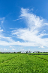 Fototapeta na wymiar Rural green paddy fields under a blue sky and white clouds