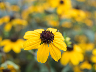 Yellow daisy flower closeup