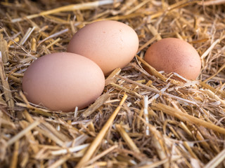 Close-up brown chicken eggs on a bed of straw