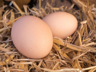 Close-up brown chicken eggs on a bed of straw
