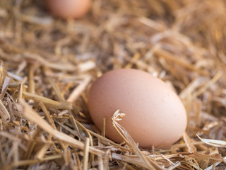 Close-up brown chicken eggs on a bed of straw
