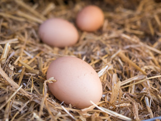 Close-up brown chicken eggs on a bed of straw