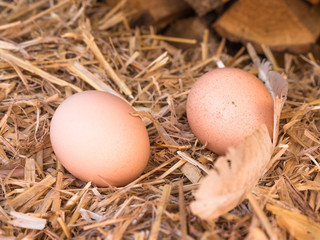 Close-up brown chicken eggs on a bed of straw