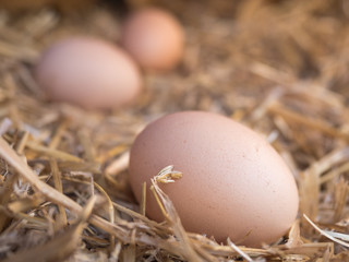 Close-up brown chicken eggs on a bed of straw