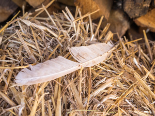 Close-up brown chicken eggs on a bed of straw