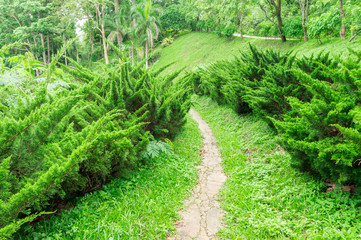 Pathway among greenery lawn with pine bush in outdoor garden