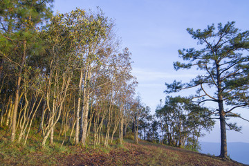 Phu Kradueng national park ,Thailand