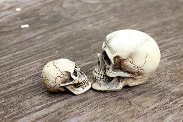 Human skull on old wood background in nature , still life