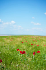 Meadow with blooming red tulips