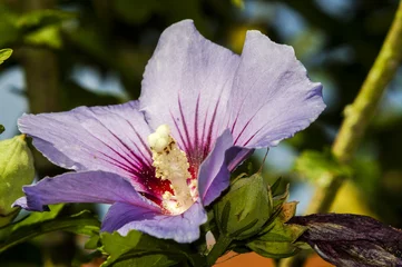Hibiskusblüte in meinem Garten