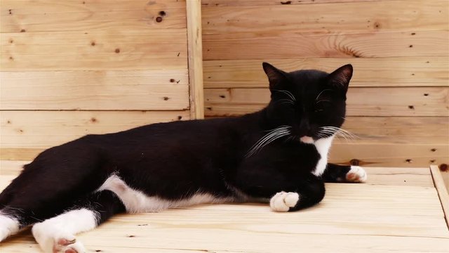 black cat with white stripes lay on a wooden table rain tree.
