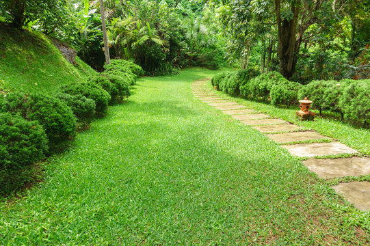 Pathway among greenery lawn with pine bush in outdoor garden