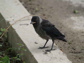 птенец галки