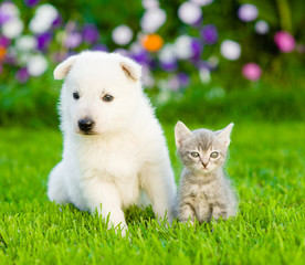 Fototapeta na wymiar White Swiss Shepherd`s puppy and kitten sitting together on green grass