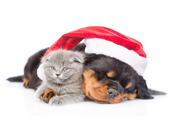 Rottweiler puppy and small kitten in red santa hat. isolated on white