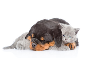 Sleeping rottweiler puppy embracing cute kitten. Isolated on white
