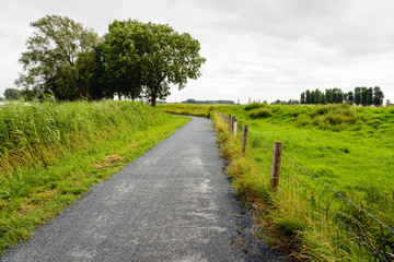 Fototapeta na wymiar Narrow cycling and walking path between reed and a fence