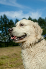 retriever close-up head