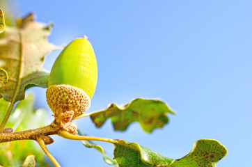 Close up of acorn in the wood