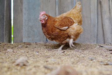 Rhode island red hen digging and scratching for food in free ran