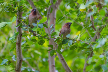 scaly breasted munia or spotted munia