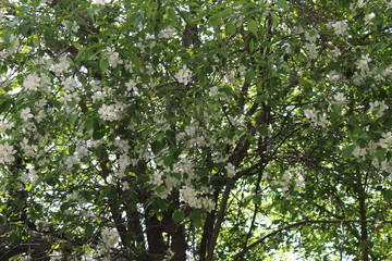 цветущая яблоня