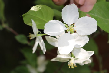 цветущая яблоня