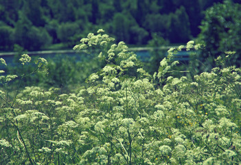 Aegopodium. summer meadow