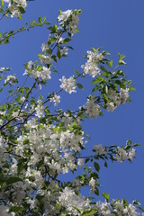 цветущая яблоня