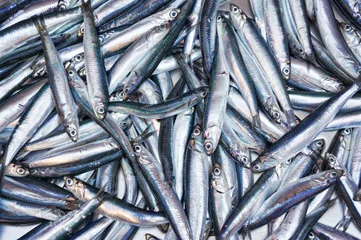 Foto auf Glas Fresh anchovies from Mediterranean sea © Marzia Giacobbe