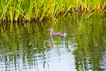 Juvenile great crested grebe swimming near reed