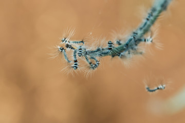 caterpillar,Worms, insects-caterpillars