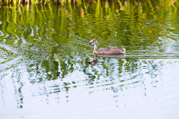 Juvenile great crested grebe swimming near reed