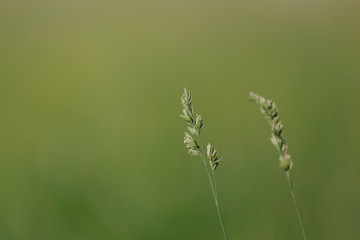 Fototapeta premium Blurred grass field with one strand in focus