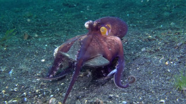 Coconut Octopus (Amphioctopus marginatus)