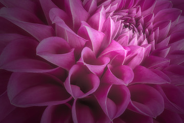 Fototapeta na wymiar Purple flower petals, close up and macro of chrysanthemum, beautiful abstract background