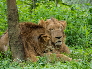 Male and Female Lions