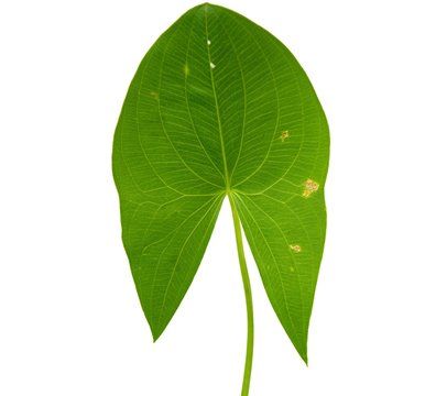 sagittaria sagittifolia leaf isolated on white background