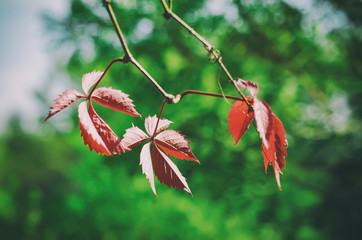 Wild grape red leaves, natural seasonal autumn vintage background