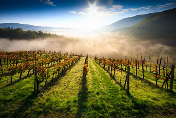 Tuscan vineyard landscape in autumn with fog