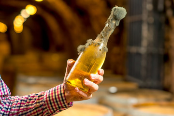 Holding old bottle of white wine with famous black mold in a wine cellar in Hungary