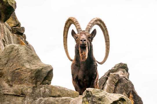 One great Siberian ibex