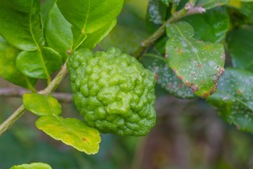 Leech lime or bergamot fruits on tree