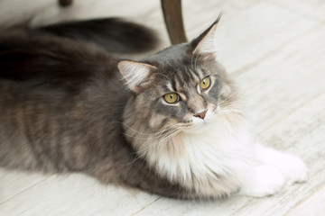 Maine Coon