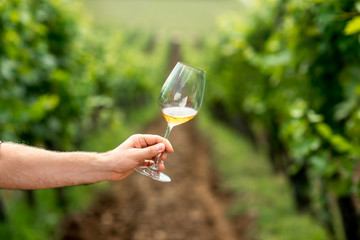 Fototapeta premium Male hand holding glass with white wine on the vineyard background