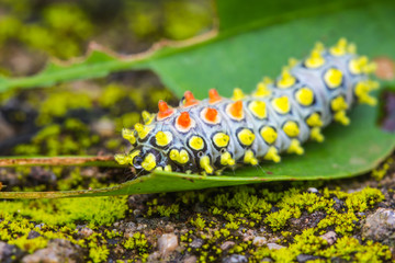 color butterfly worm