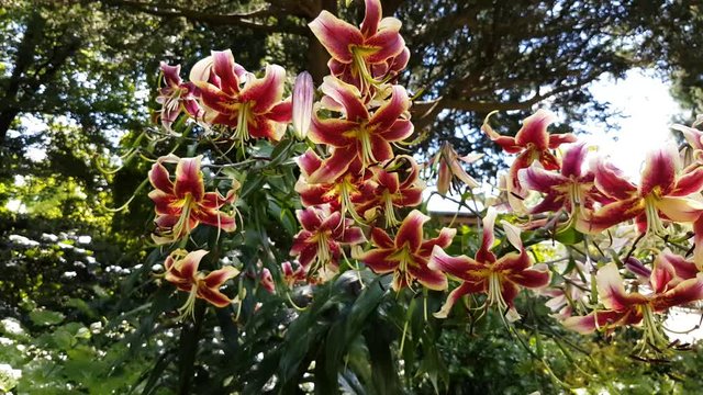 Rote Lilien im Wind