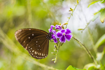 Fototapeta na wymiar cute butterfly on purple flowers