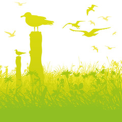 M&ouml;wen im Sumpf und hohen Gras